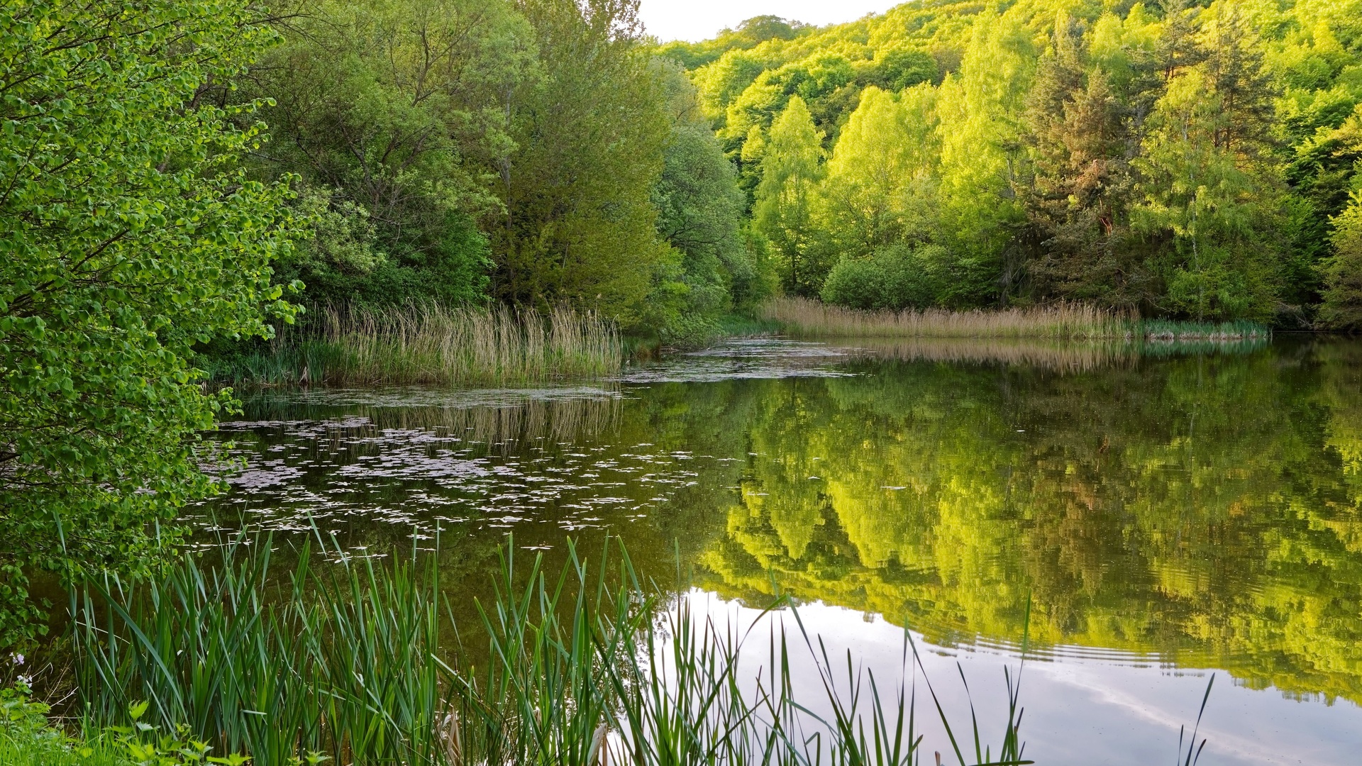 Картинки отражение деревьев в воде