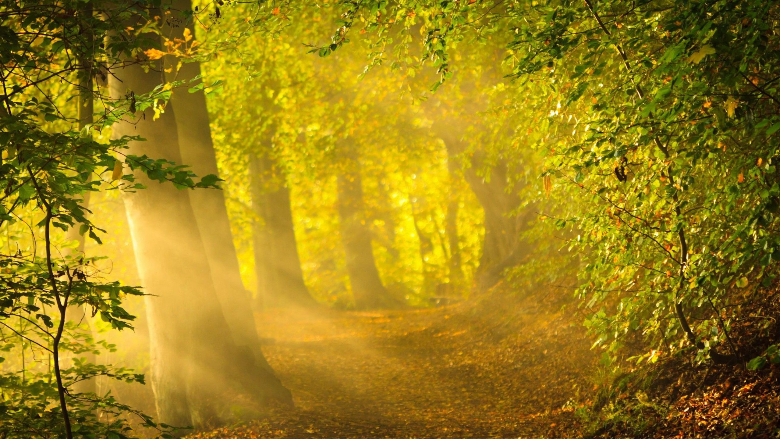 In the early morning forest. Природа солнце. Солнечный пейзаж. "Солнце в лесу". Солнечные лучи.