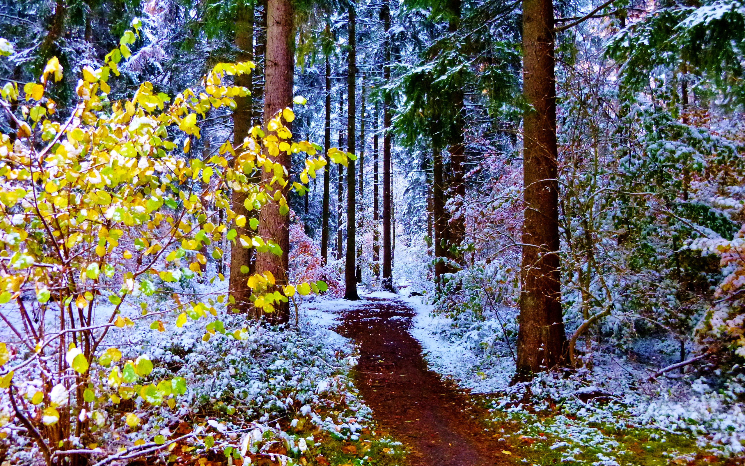 Before the winter. Сказочный весенний лес. Лес ранней весной. Сказочный лес весной. Лес поздней весной.