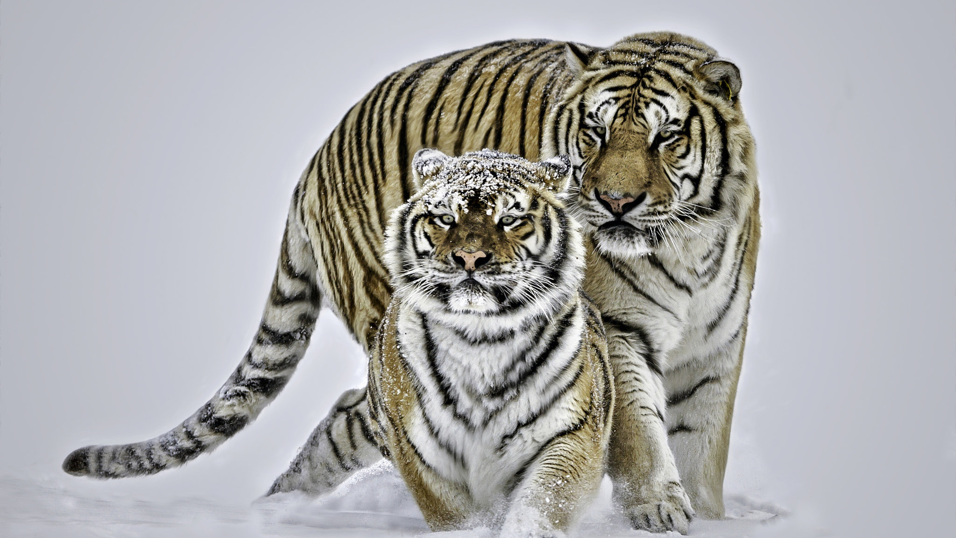 Тигр и тигрица зима
