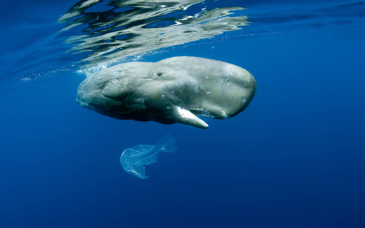 Кашалот и кит разница фото