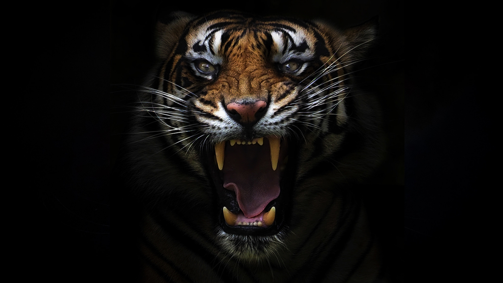Оскал тигра на черном фоне