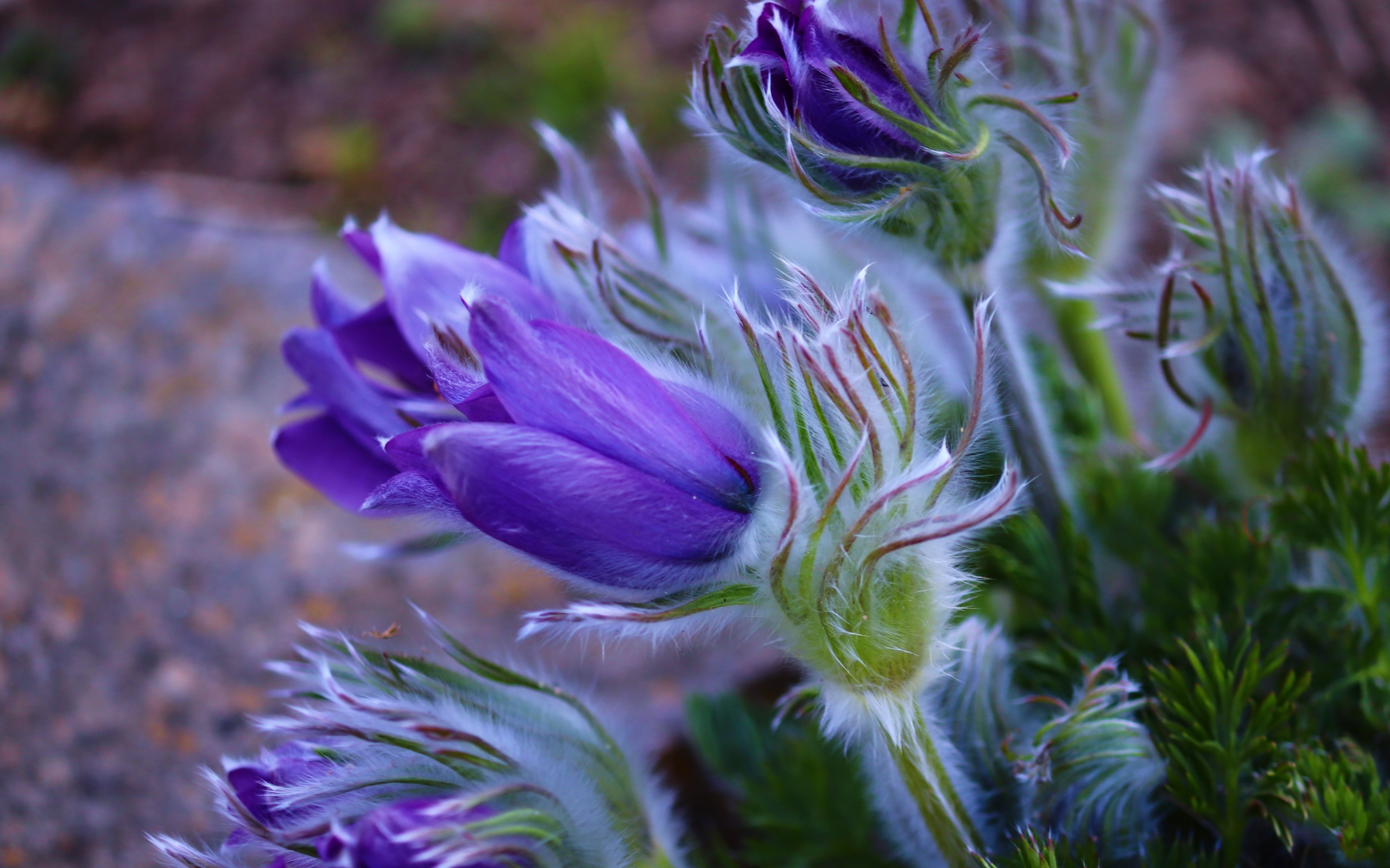 Прострел (Pulsatilla)