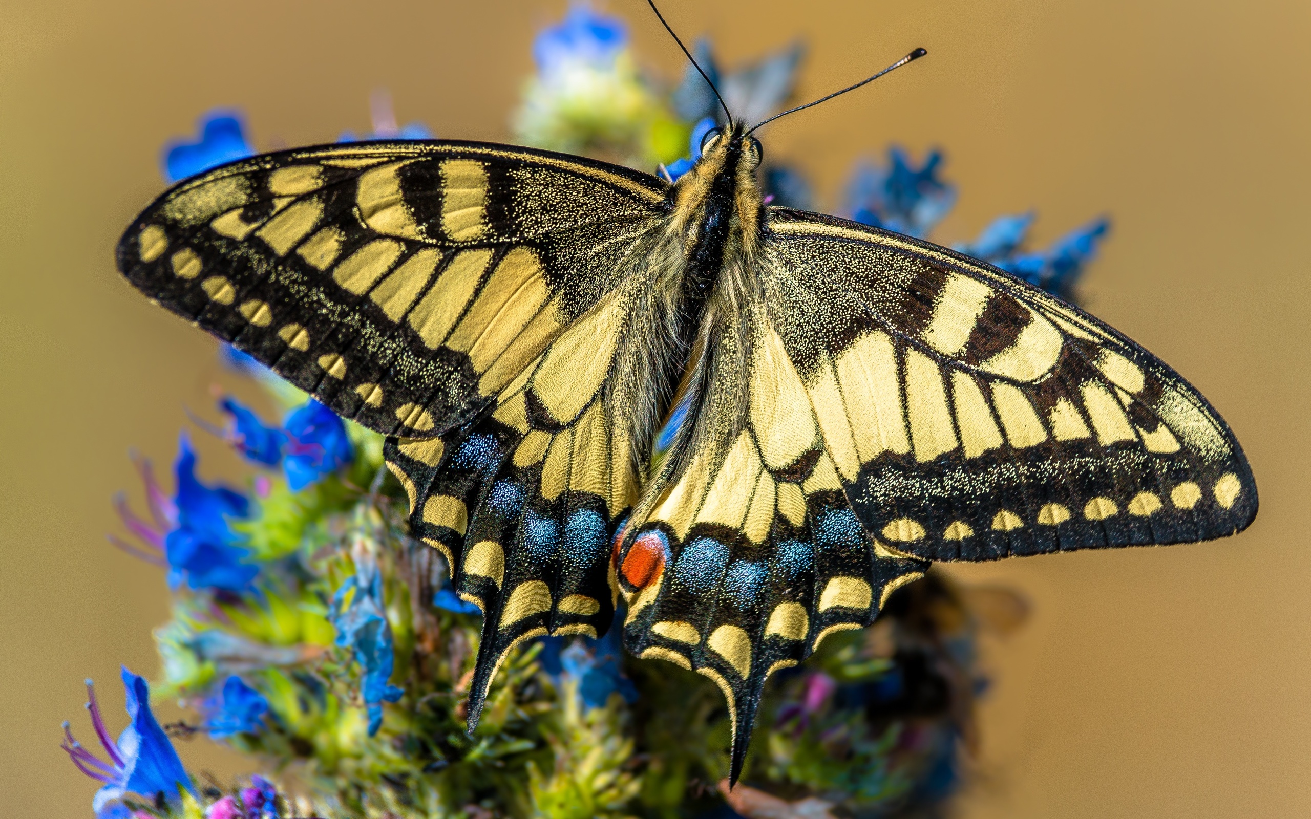 Бабочка Махаон (Papilio Machaon)