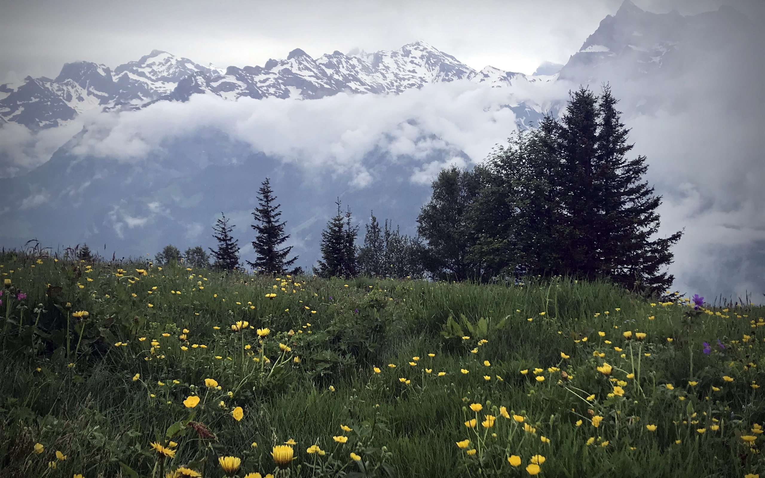 Горы лес луг. Алтай фото природа. Кыргызстан природа на телефон.