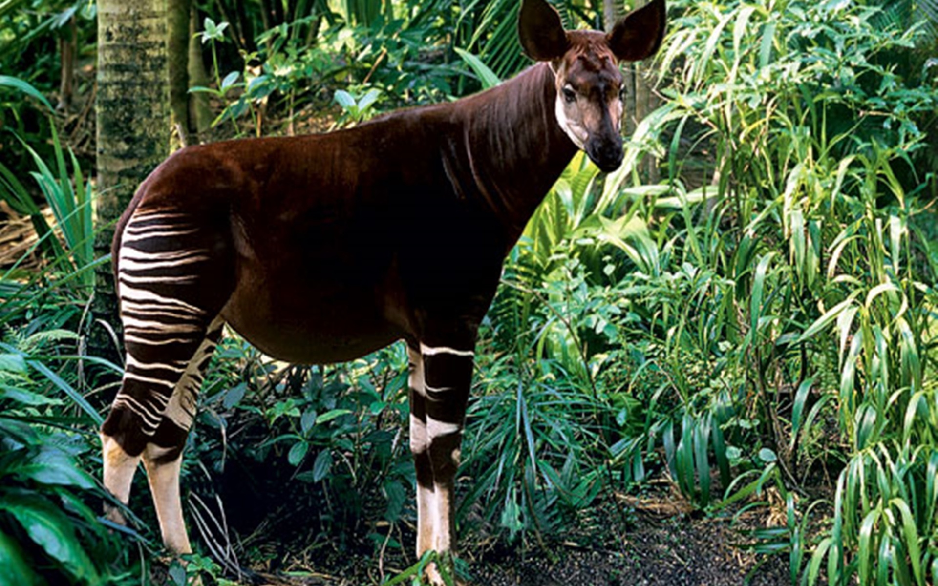 Национальный парк окапи находится в северной. Окапи Лесной Жираф. Окапи в Африке. Окапи эндемик. Окапи тропического леса.