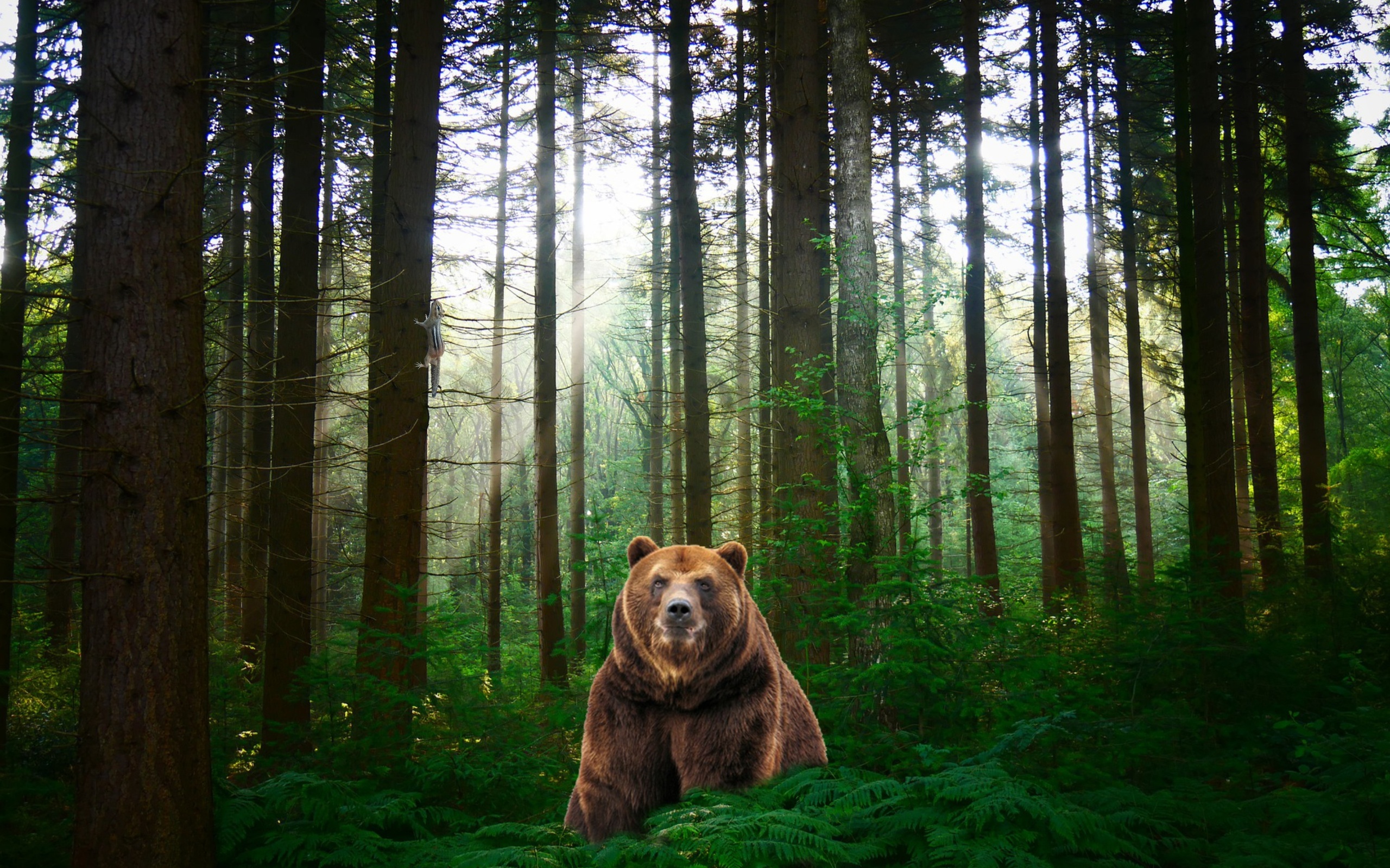 Born forest. Медведь в лесу. Медведь в лесу арт. Мишки в лесу для фотошопа. Фон для фотошопа в лесу с медведем.