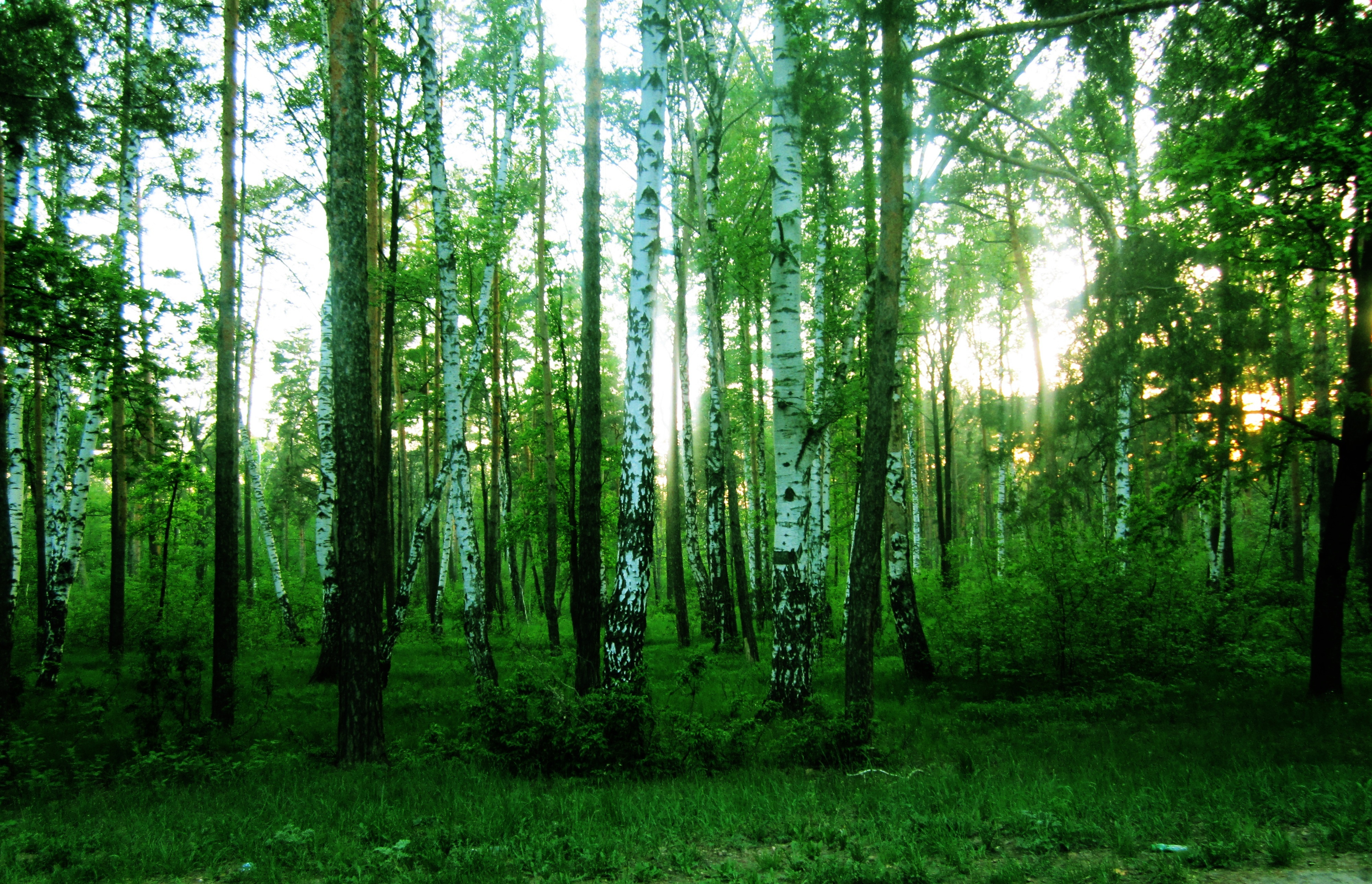Широколиственный лес