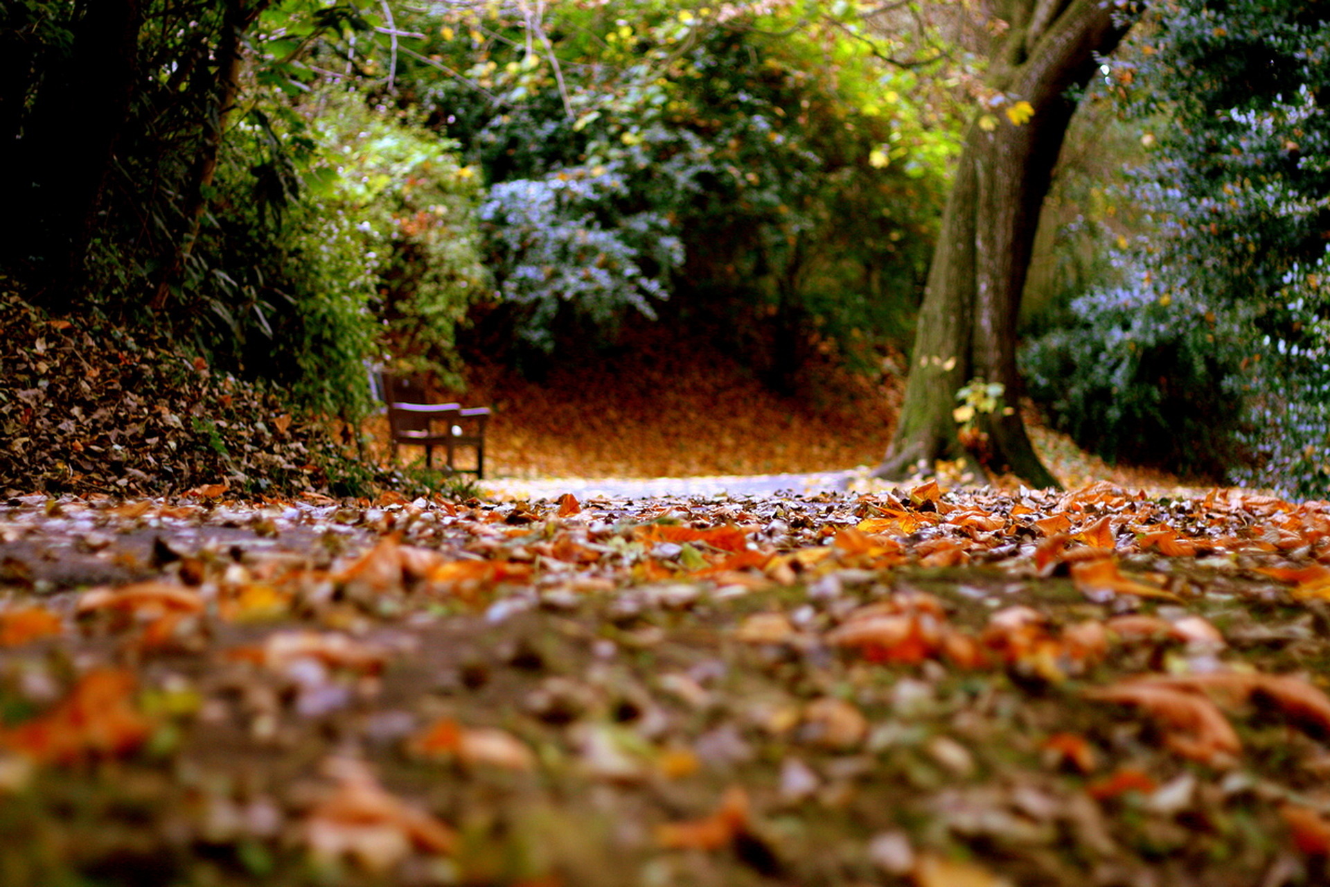 Late autumn. Осенние дорожки. Осенняя дорожка в парке. Осень дорожка. Осенние тропинки в парке с опавшими листьями.