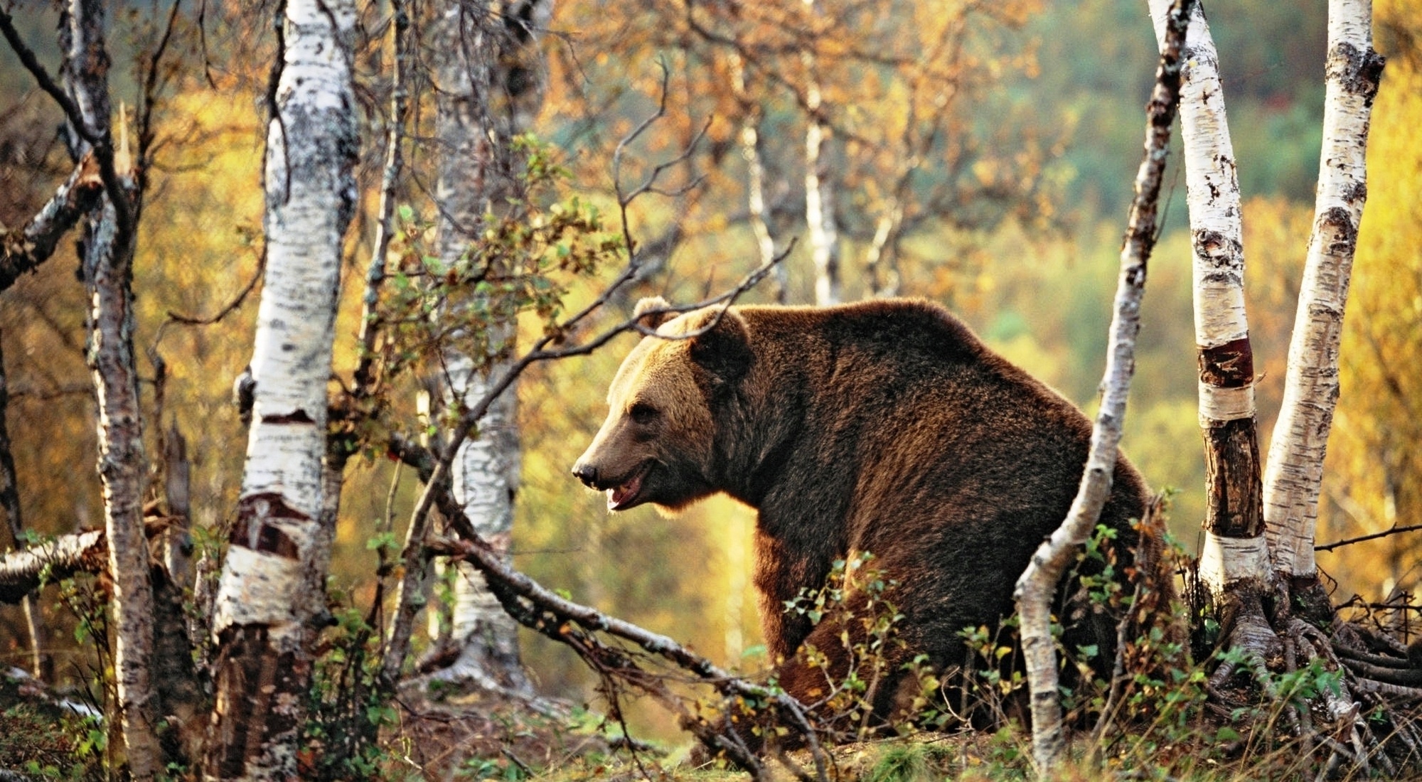 Медведь на дереве фото