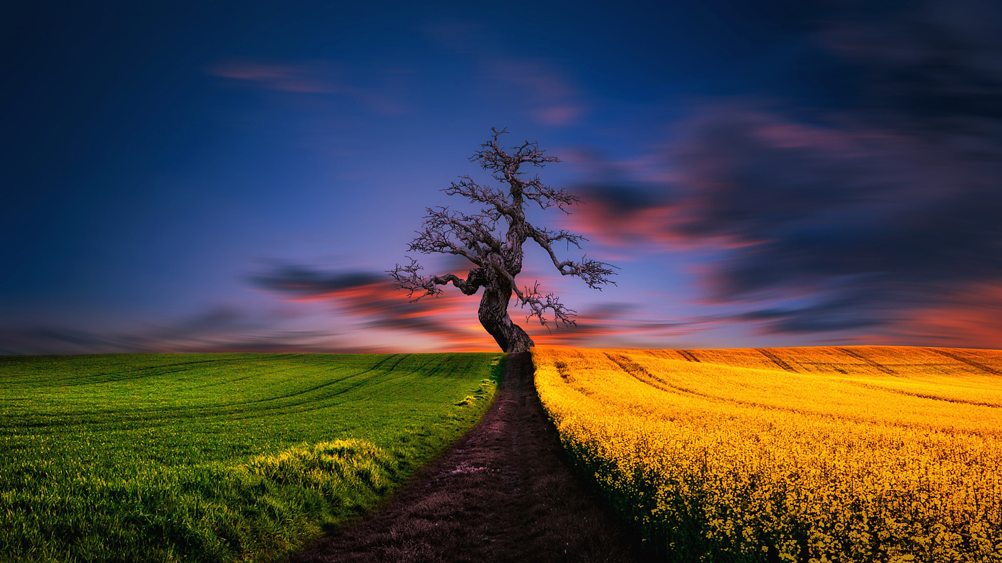 Картина одинокое дерево в поле