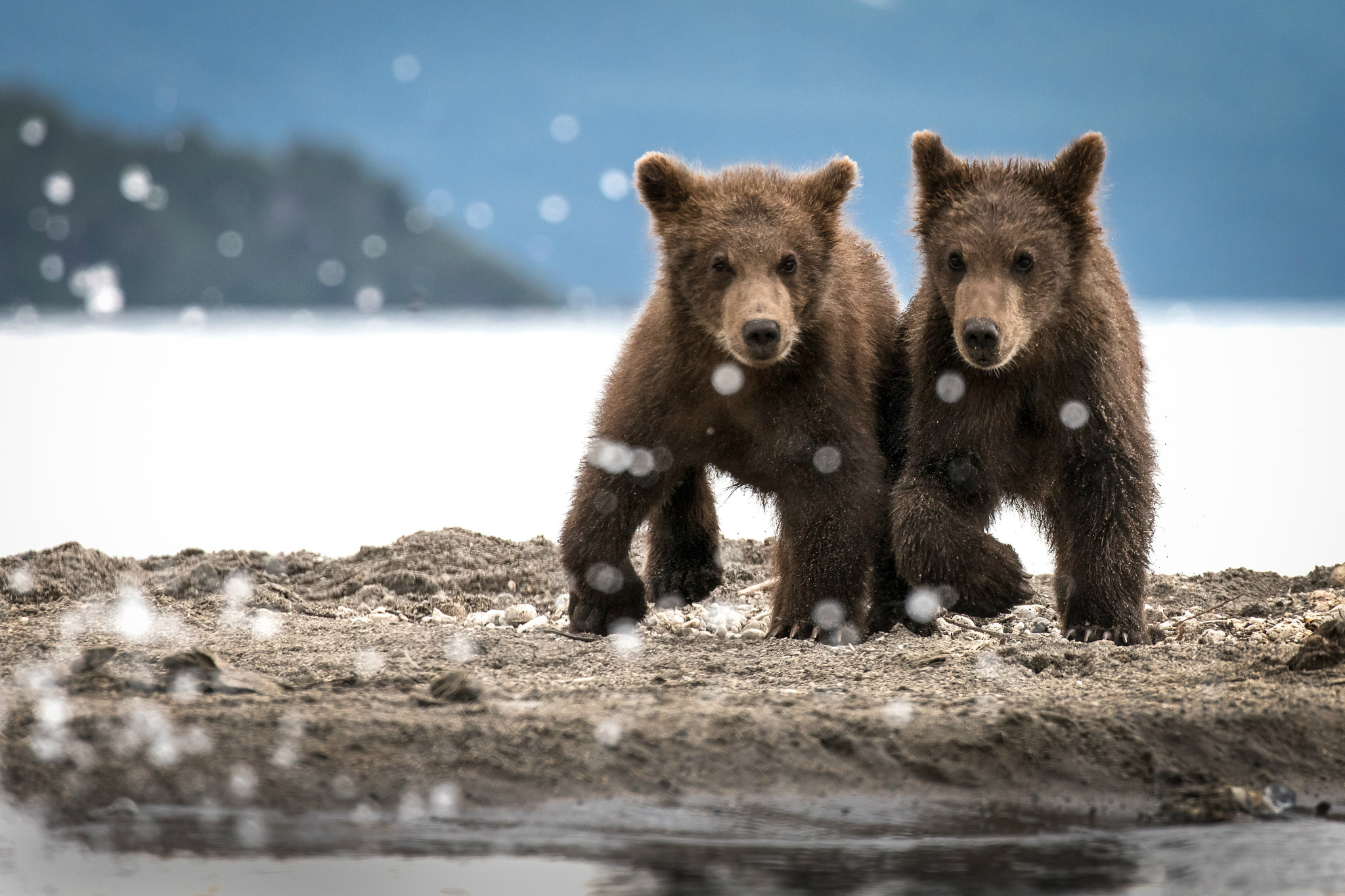 Два маленьких медвежонка