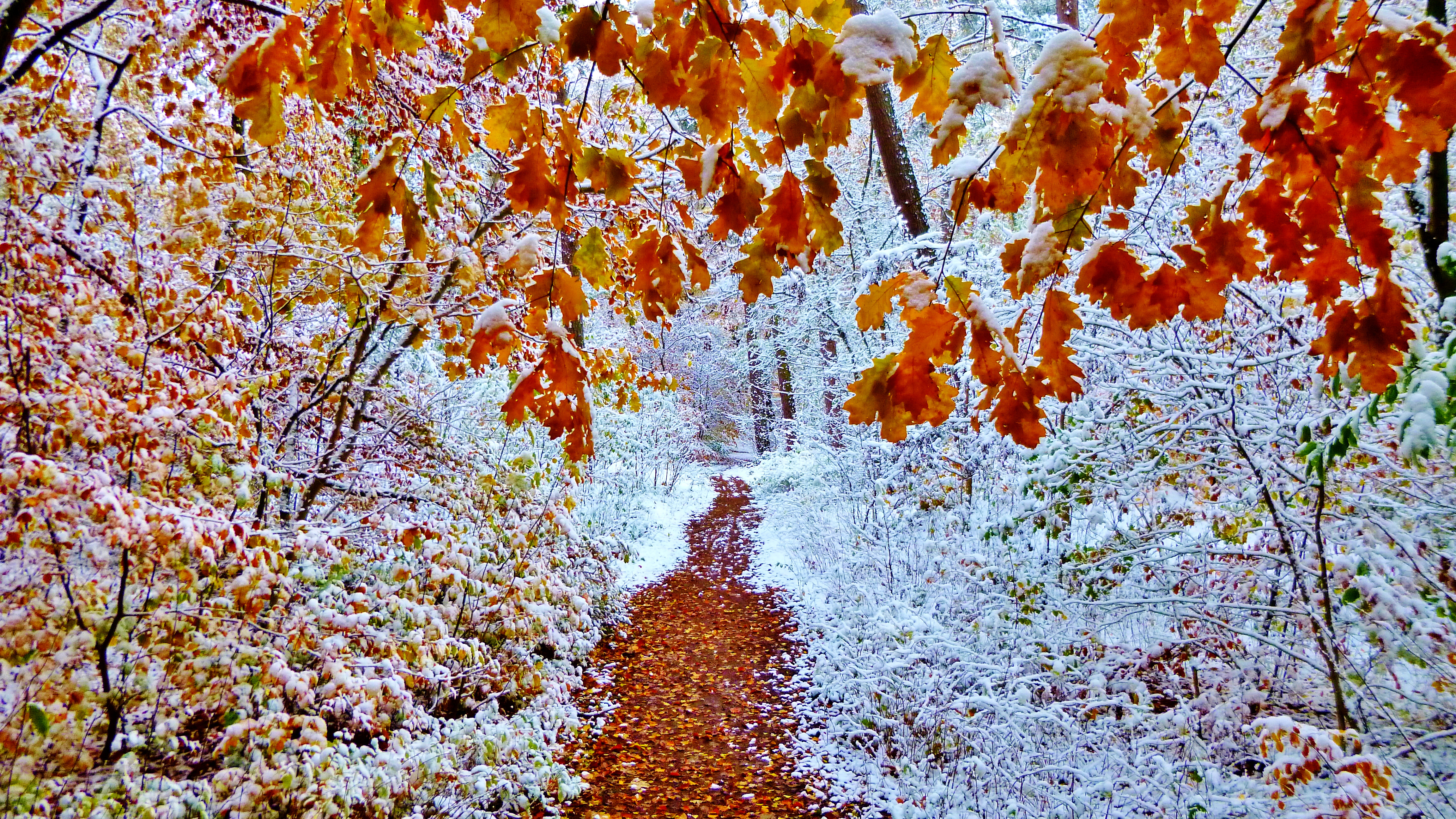Осень листопад снег