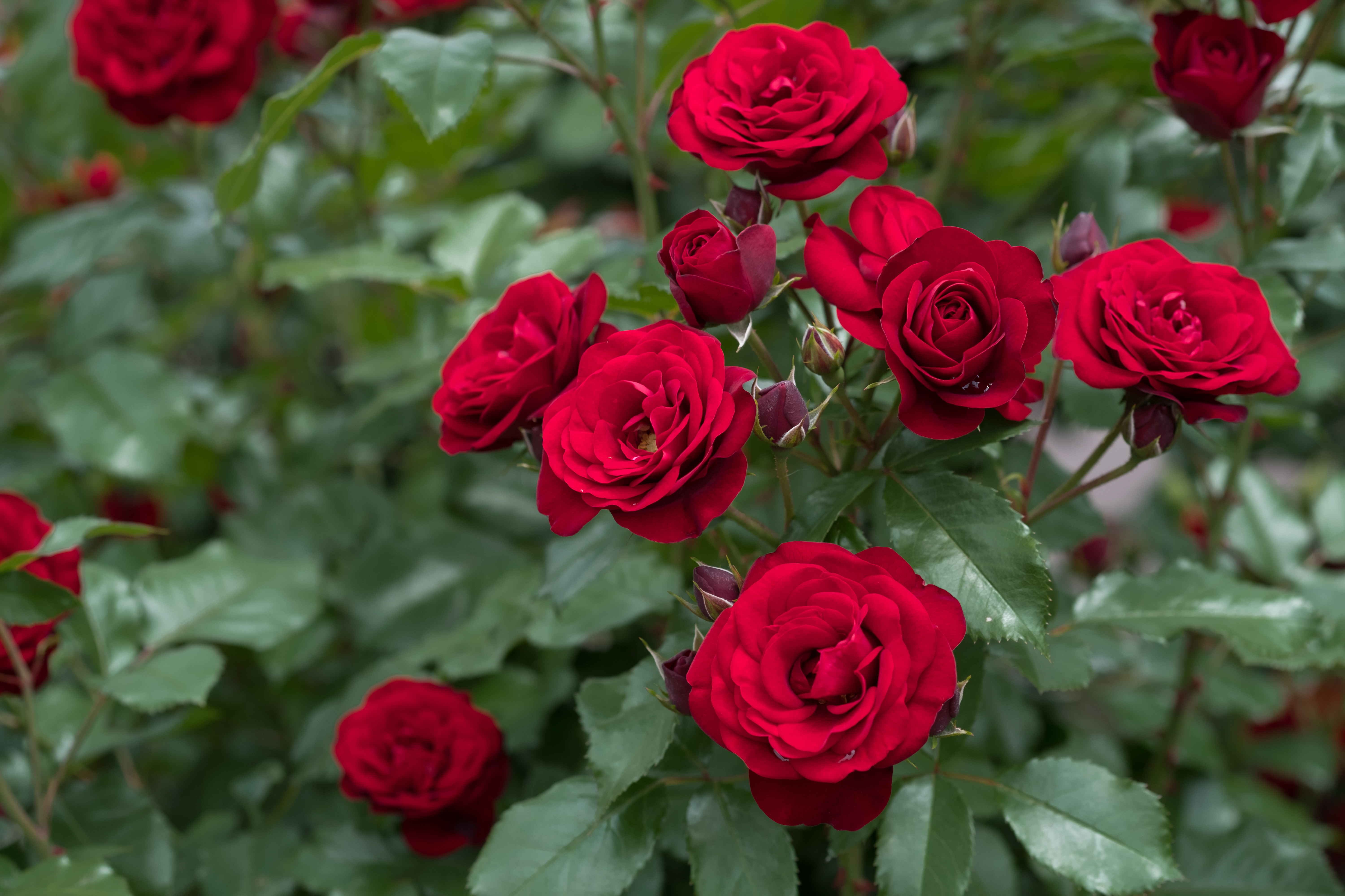Бордовые розы кусты