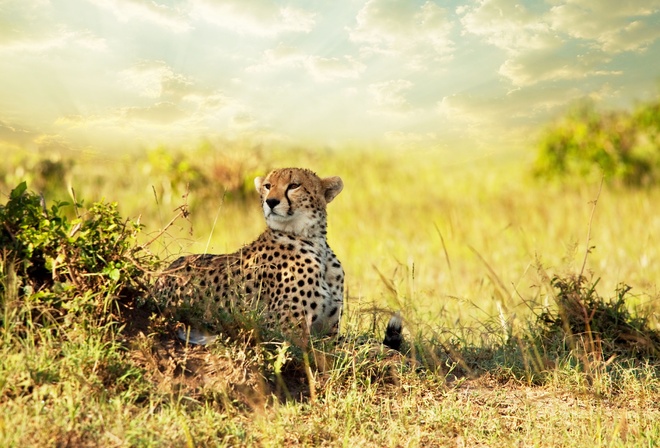 Cheetah, , , , , savanna, 
