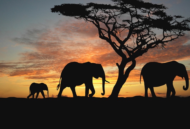 , ,  , , , , africa, nature animals wallpapers, 