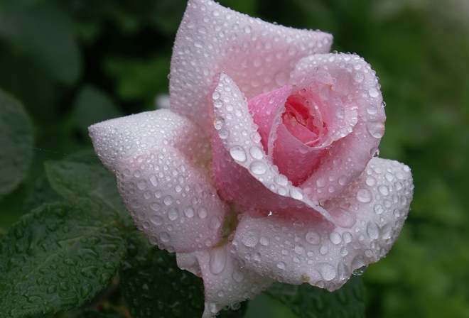 , flower, , Rose, pink, waterdrops, dew, beautiful nature wallpapers