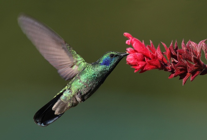 Bird, , hummingbird, , , 