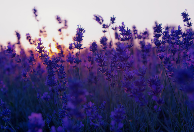 , sunset, , lavender