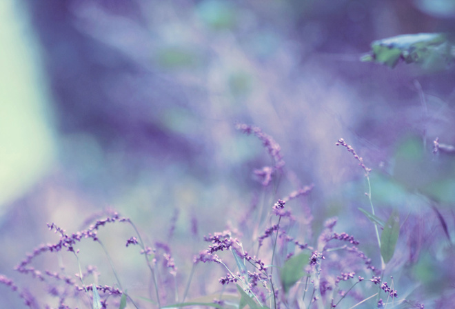 lavender, , , , bokeh