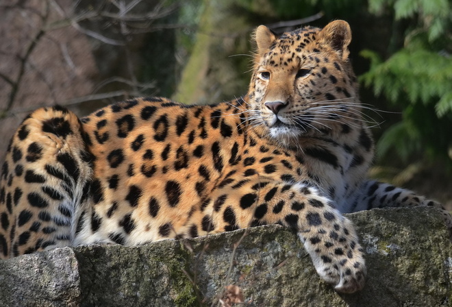 , leopard, , , , 