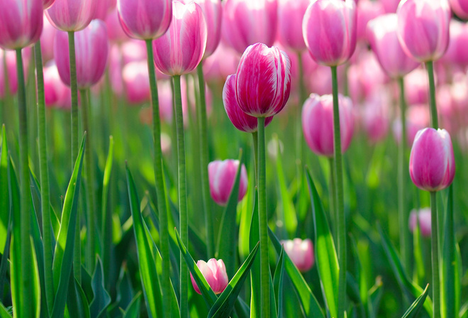 flowers bokeh, , Tulips wallpapers, , , flowers hd, 