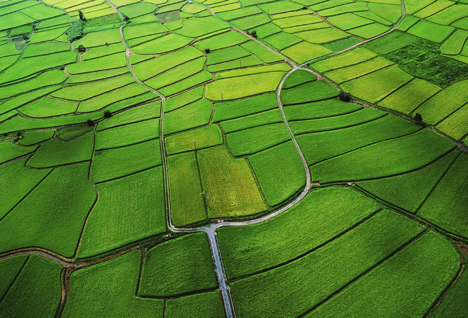 wide, green, structure, apple, field