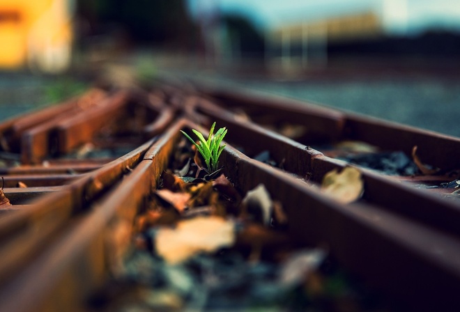 tree, life, train rail