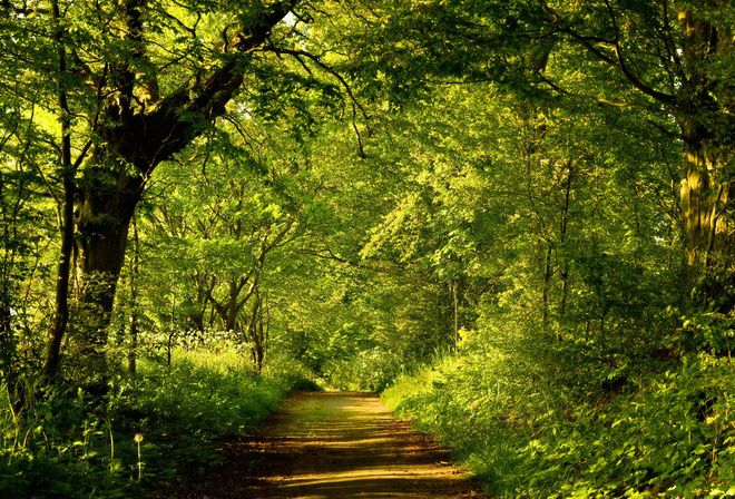 path, new zealand, scenery, , , 