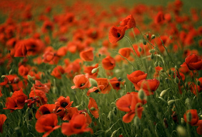 poppy, poppies, , , , , red, field