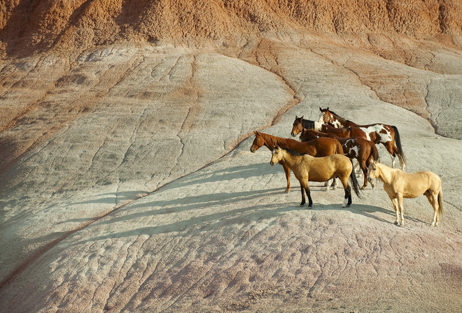 mountain, herd of horses, horses