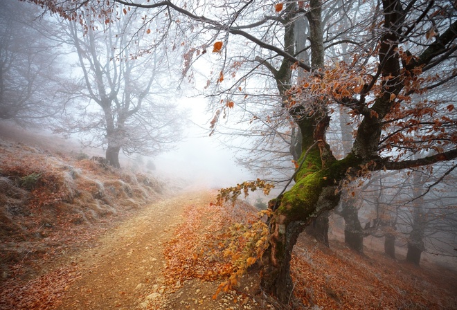 , Frozen, forest