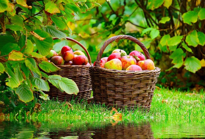 , mirroring, , , nature, , Red apples