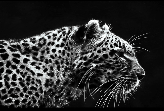 Леопард на черном фоне фото