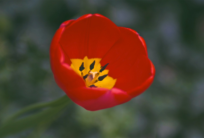 , one, , red, , , yellow, petals, Tulip