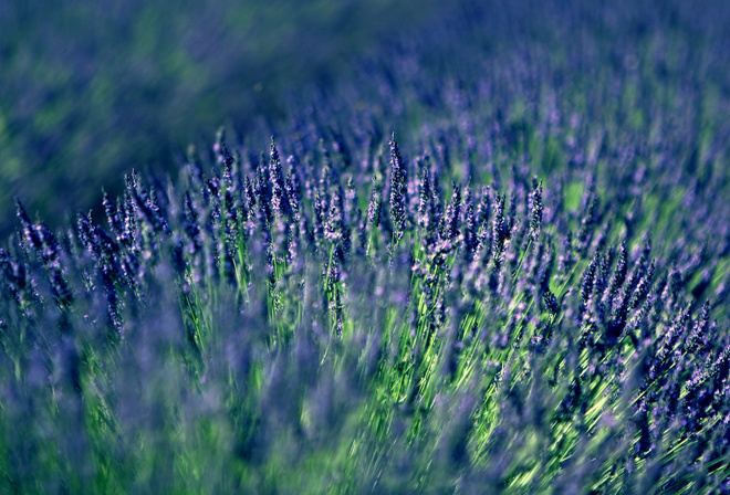 , lavender, 