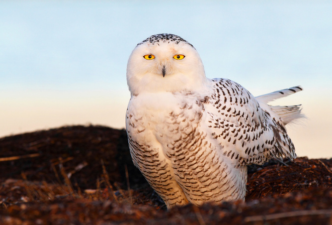 snow owl, , , ,  