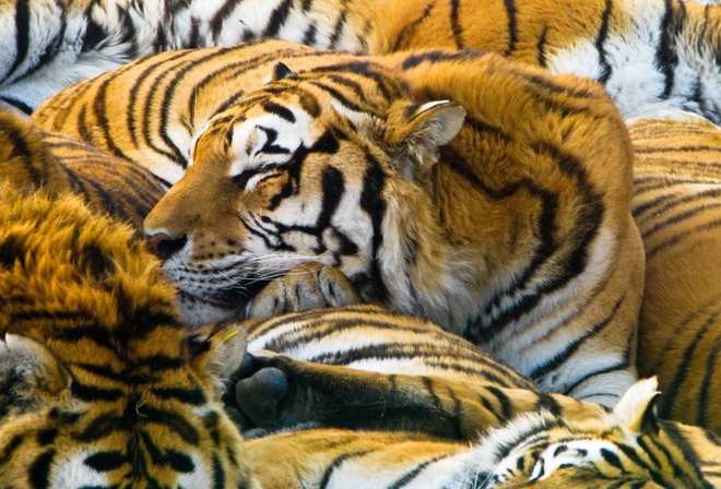 , 1920x1200, tigers, cats, , predators, 