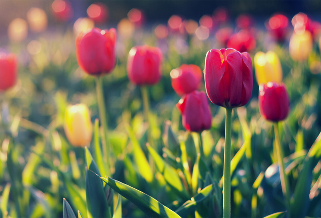 , , , , red, field, Tulips, yellow