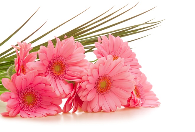 ,  , , , gerbera