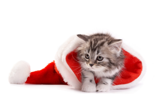 Christmas, santa hat, , ,  , cat, new year