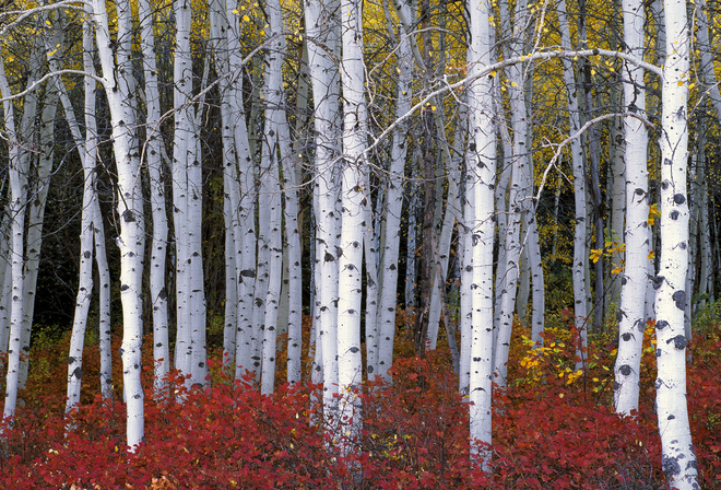 Aspen Forest, Wasatch Range, Utah