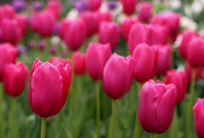 Tulips, field, , , , , 