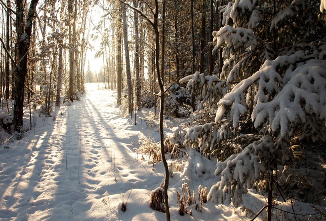 , wisconsin, United states, winter, , northern woods, phillips