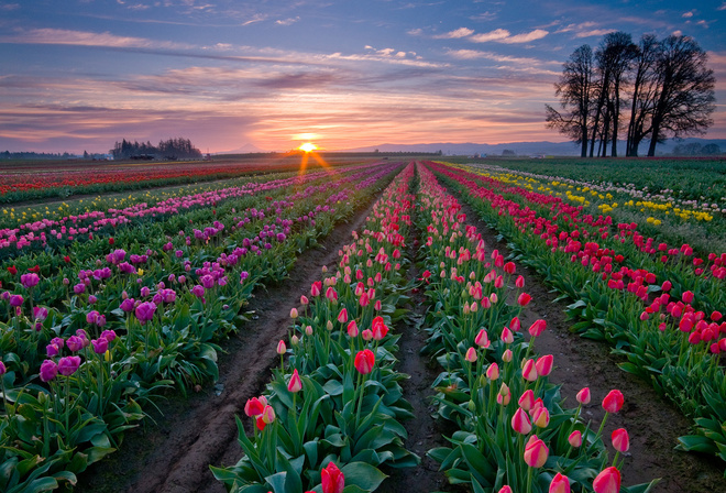 farm, town, nature