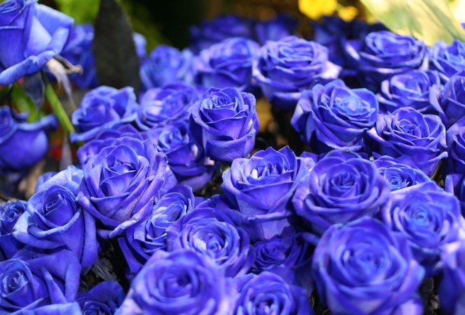 С днем рождения синие розы - 59 фото