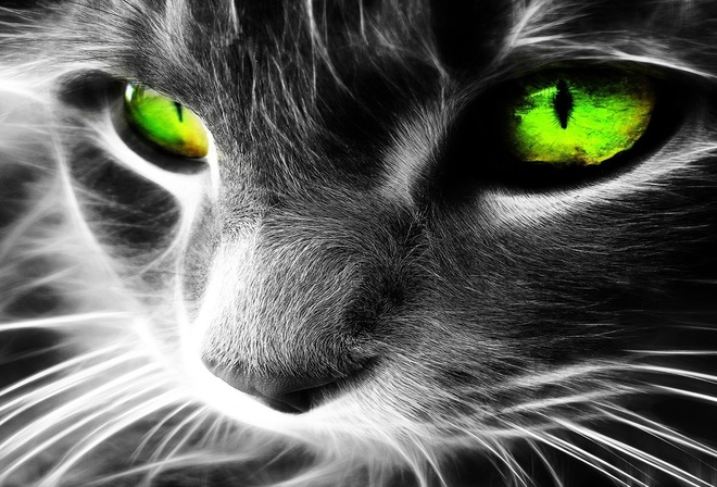 animal, cat, green, Eyes