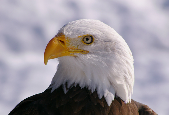 , bald eagle, , , bird,  