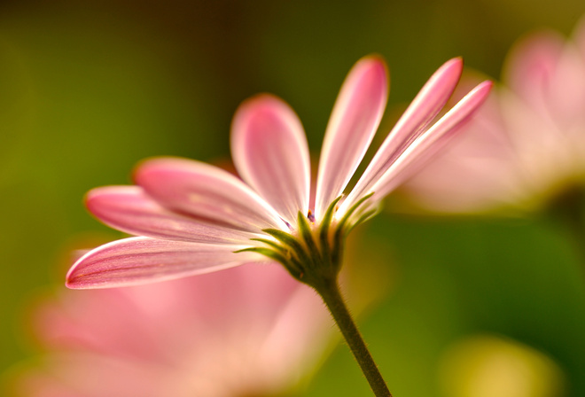 Flowers, macro, , , petals, , pink, 