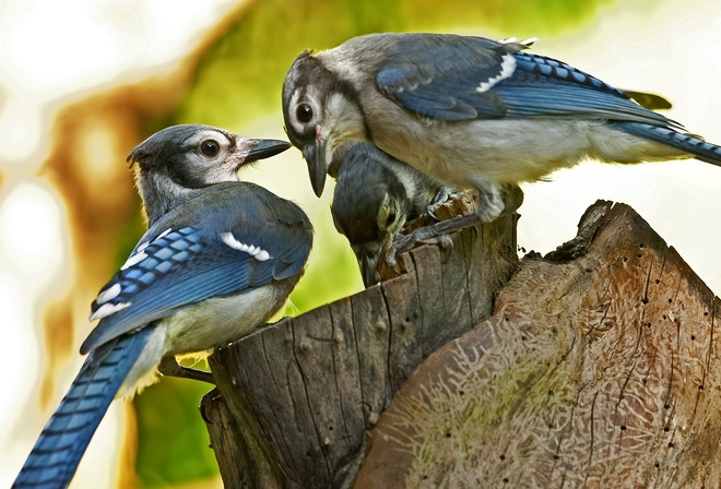 Blue jay, , , , , , 